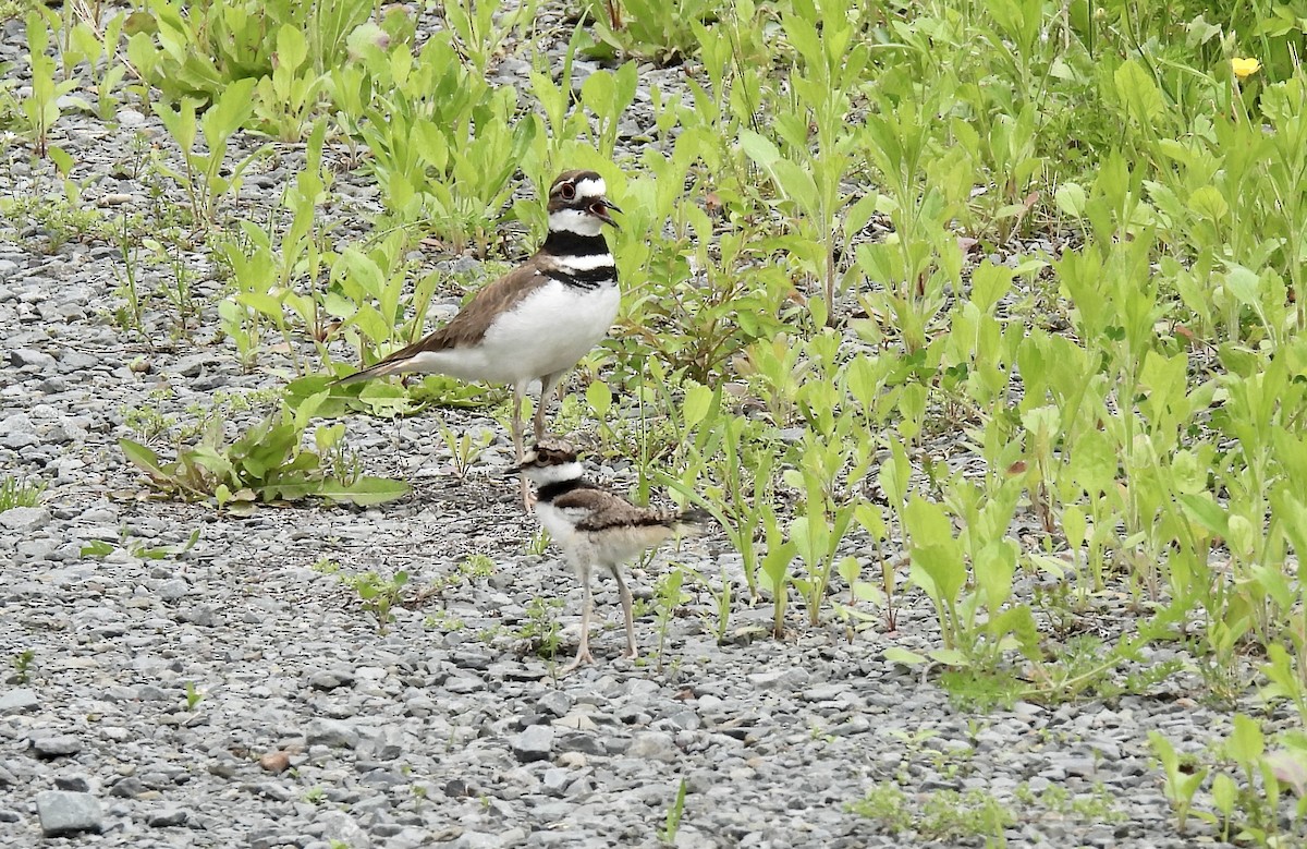 Killdeer - ML618974048