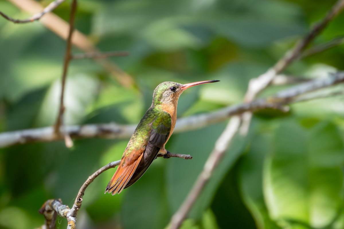kolibřík ryšavý - ML618974051