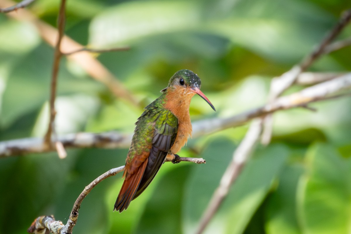 kolibřík ryšavý - ML618974052