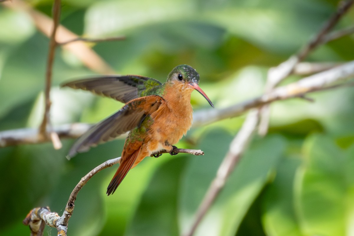 Cinnamon Hummingbird - Michael Warner