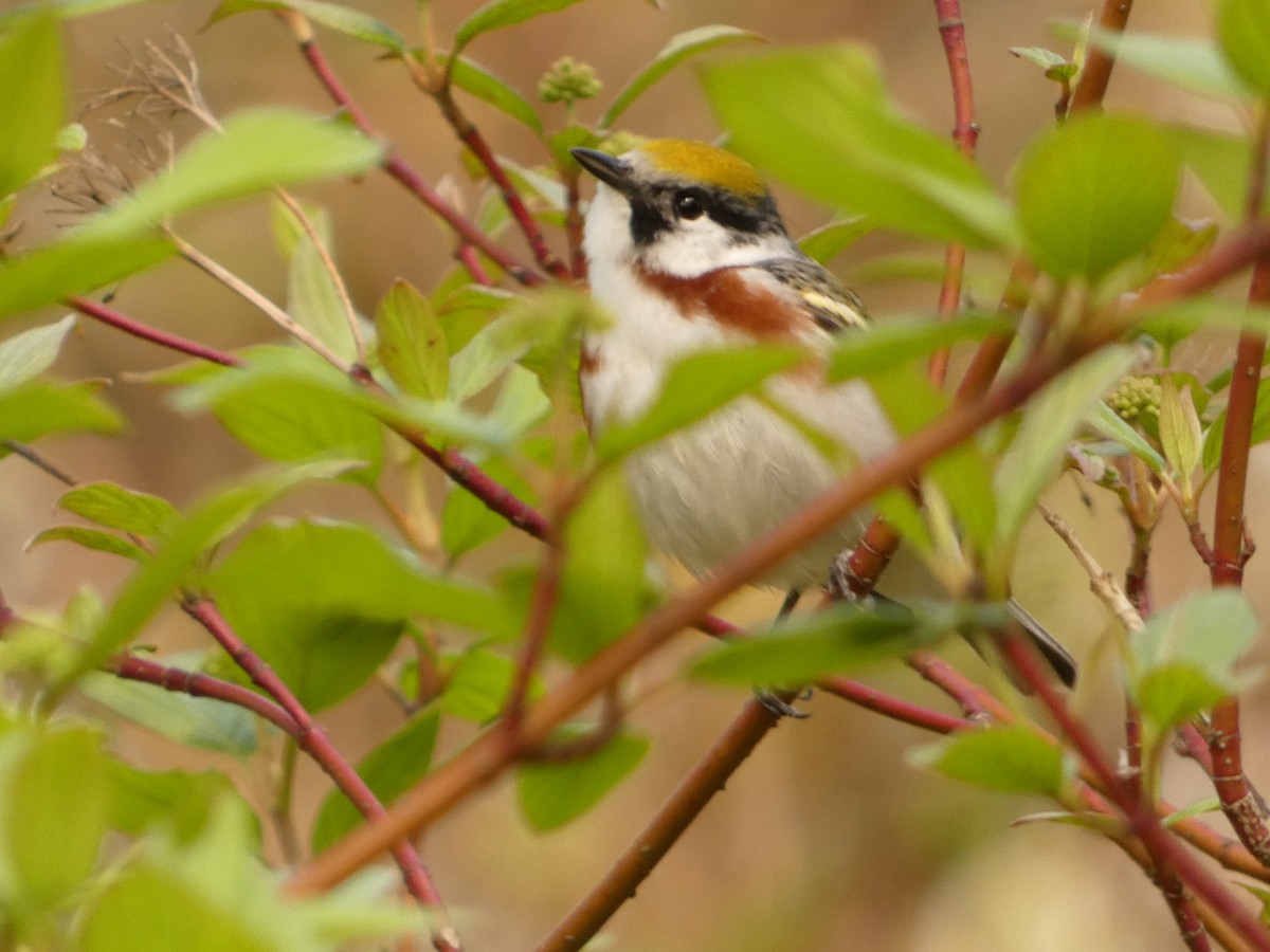 Chestnut-sided Warbler - Jeff DeRuyter