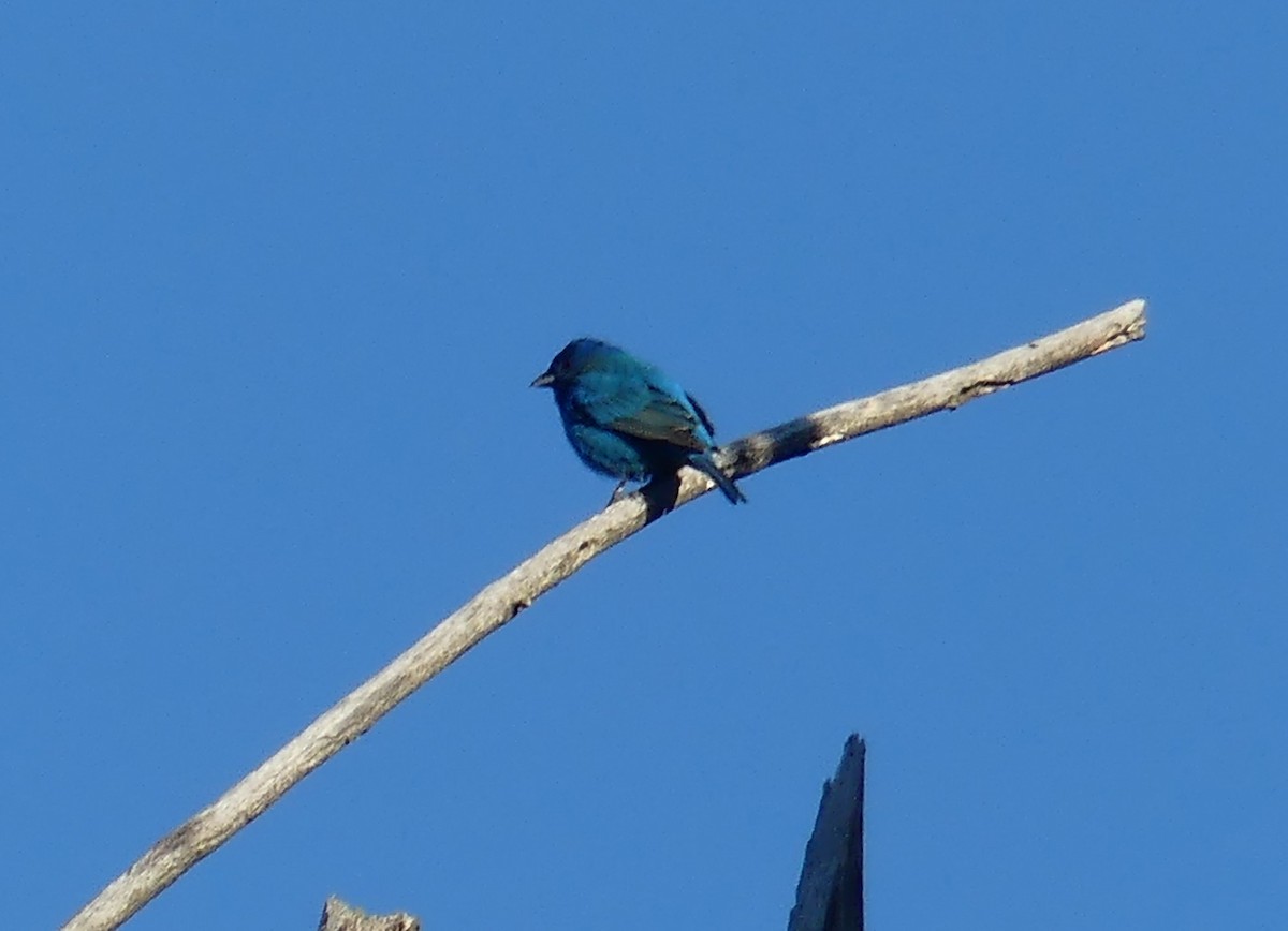 Indigo Bunting - Andy Maslowski