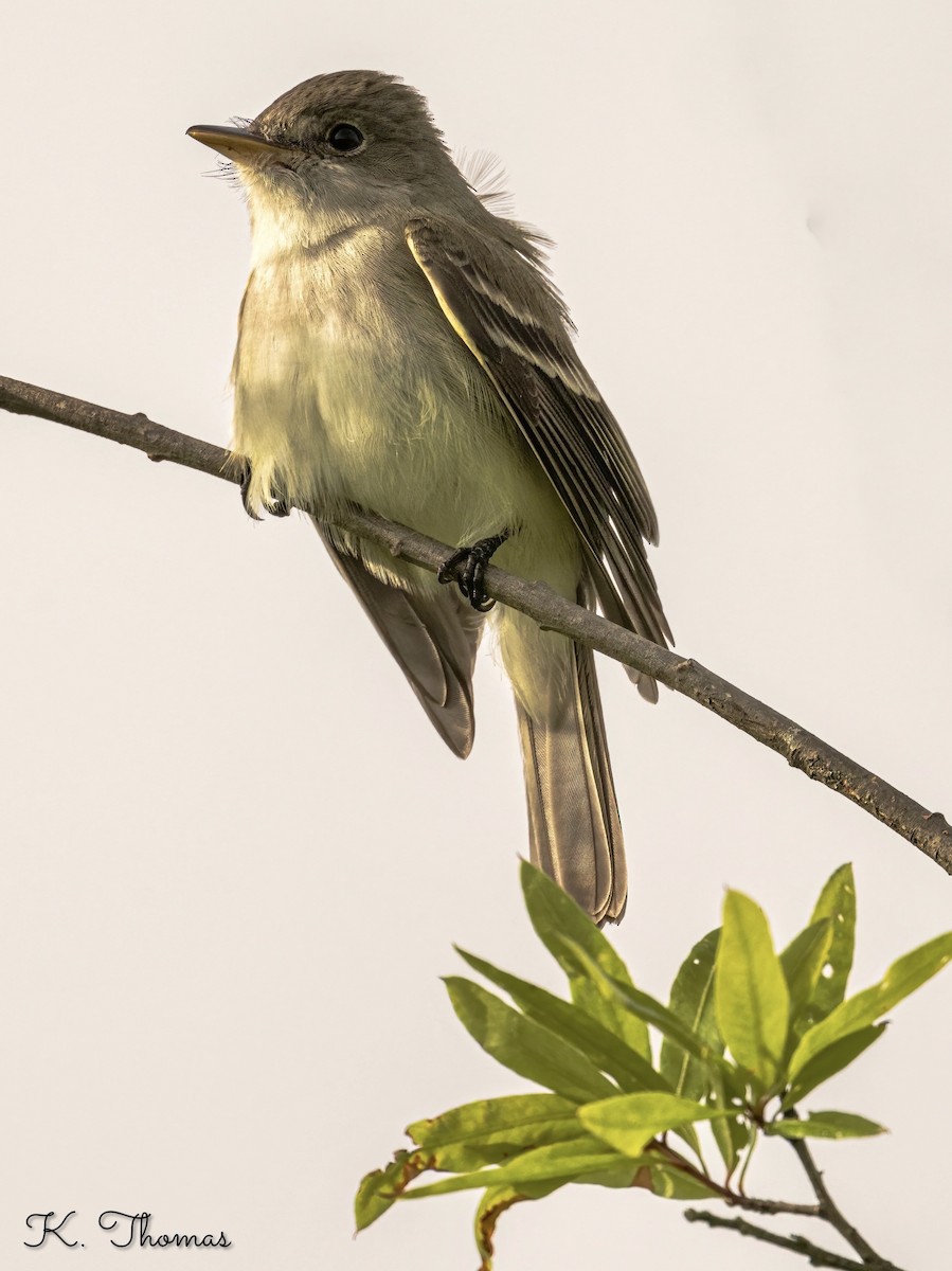 Willow Flycatcher - Ken Thomas