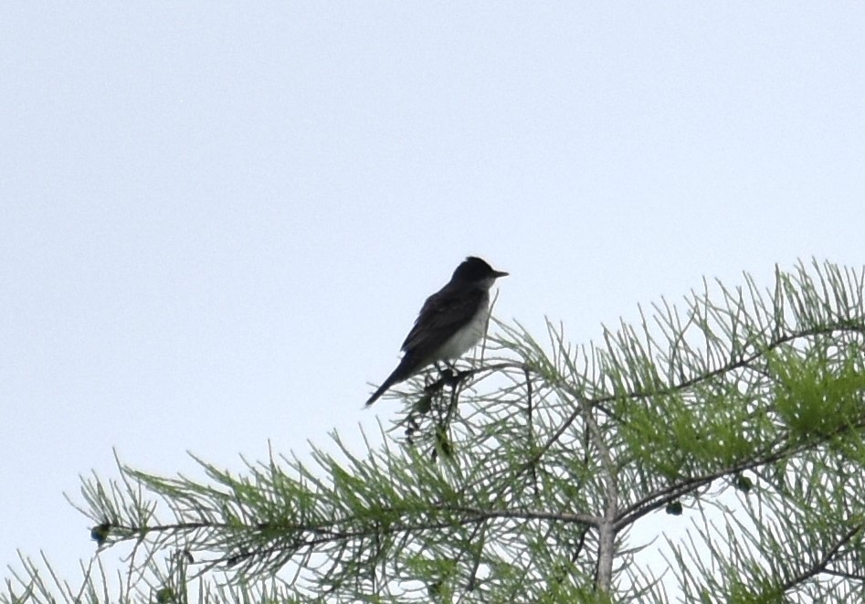Eastern Kingbird - ML618974095