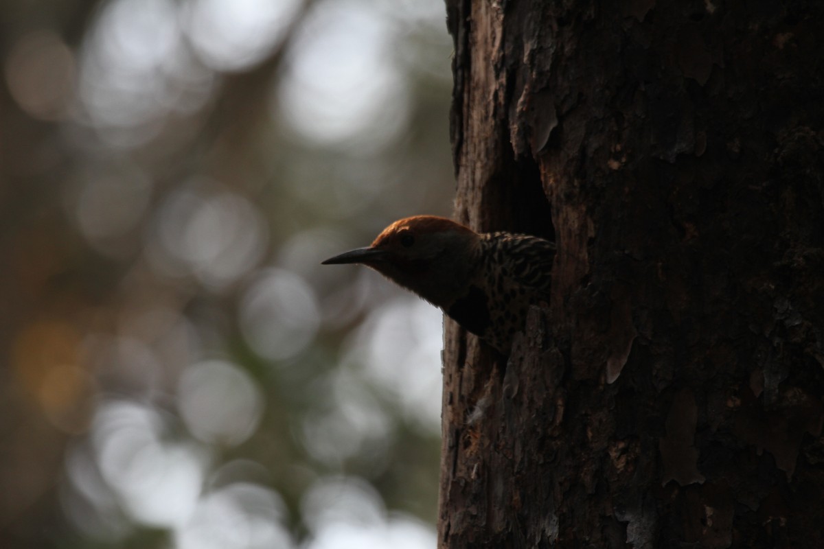 Northern Flicker - ML618974102