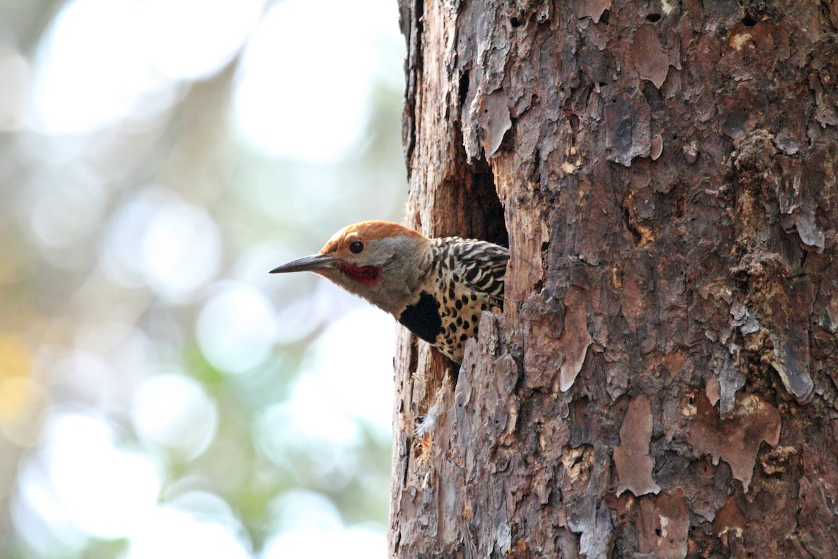 Northern Flicker - David Medina