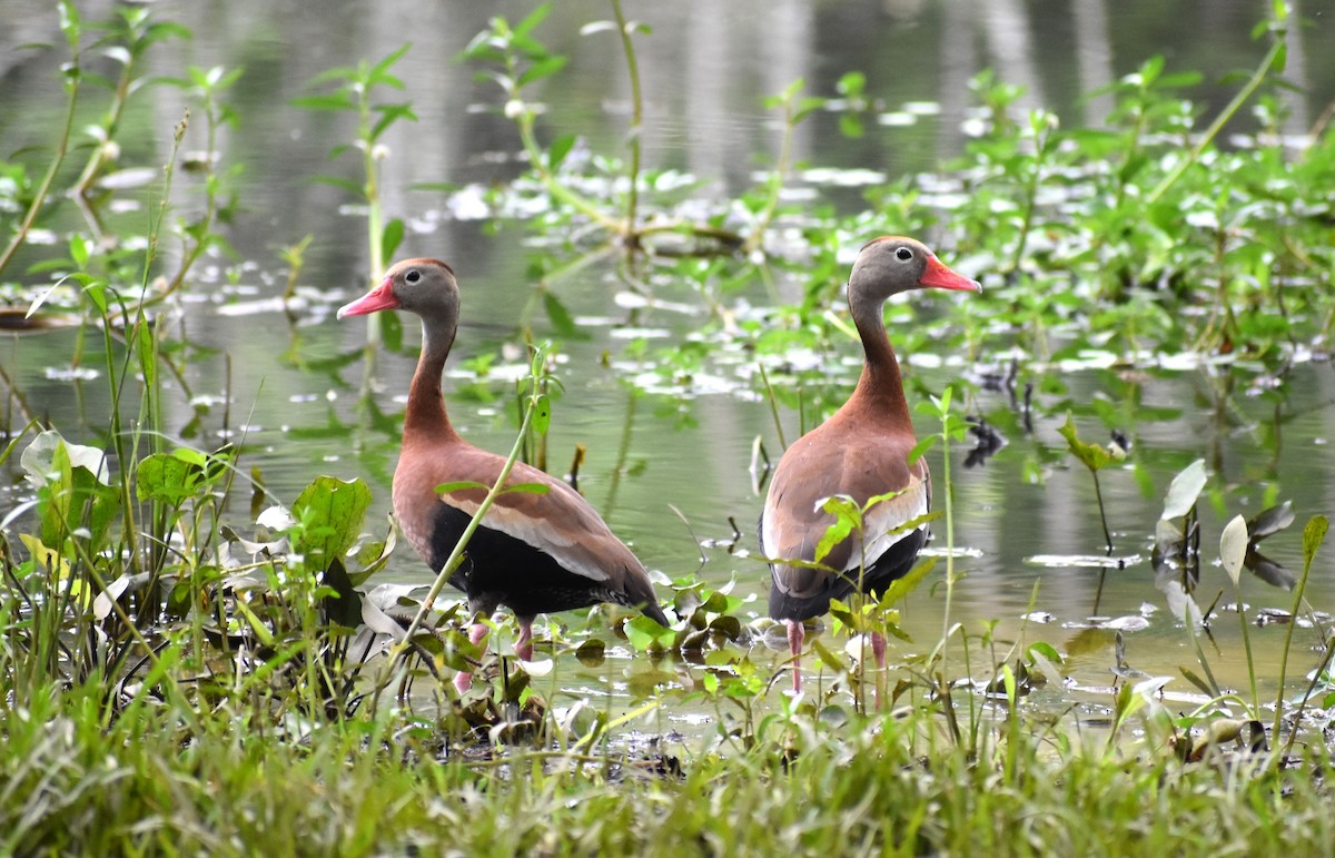 Black-bellied Whistling-Duck - ML618974137