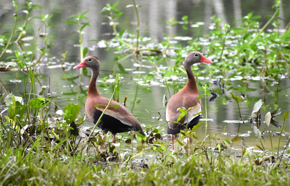 Black-bellied Whistling-Duck - Fred  Lyons