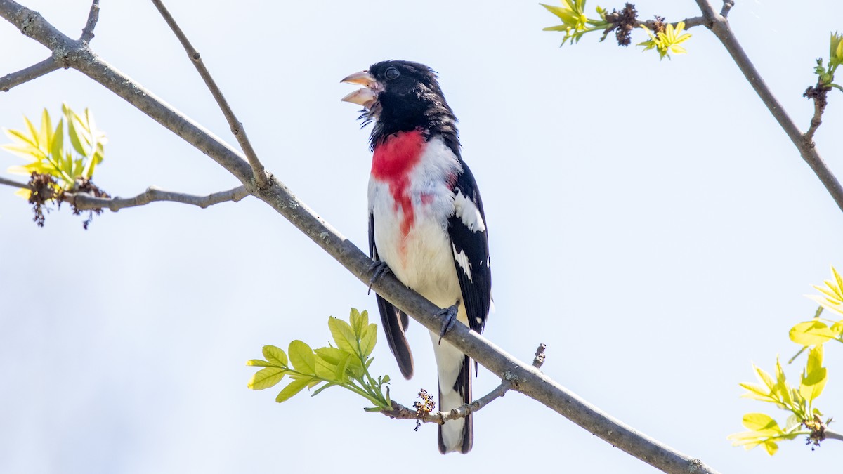 Rose-breasted Grosbeak - Robert & Susan Codd