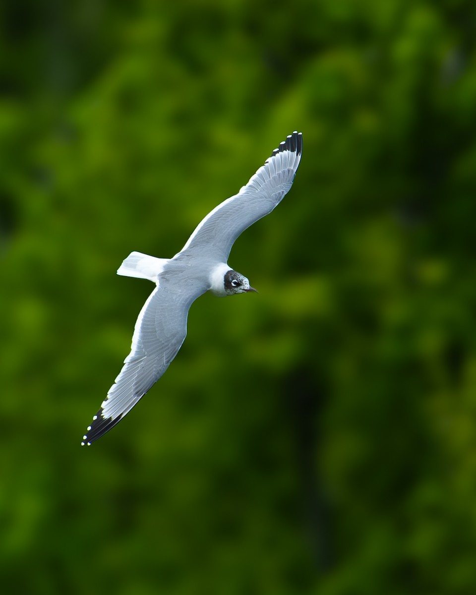 Mouette de Franklin - ML618974155