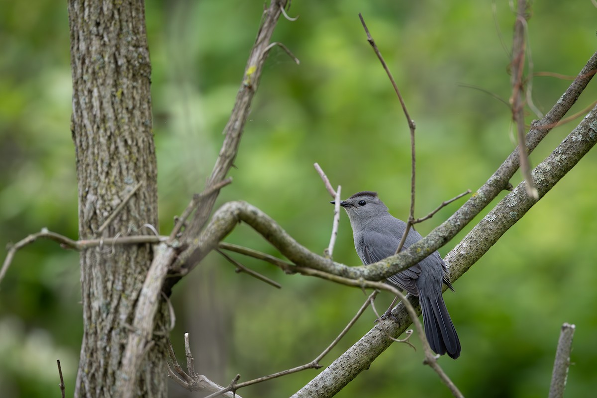 Gray Catbird - ML618974175