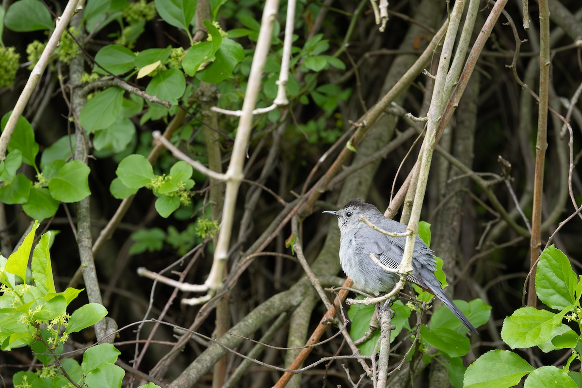 Gray Catbird - ML618974177