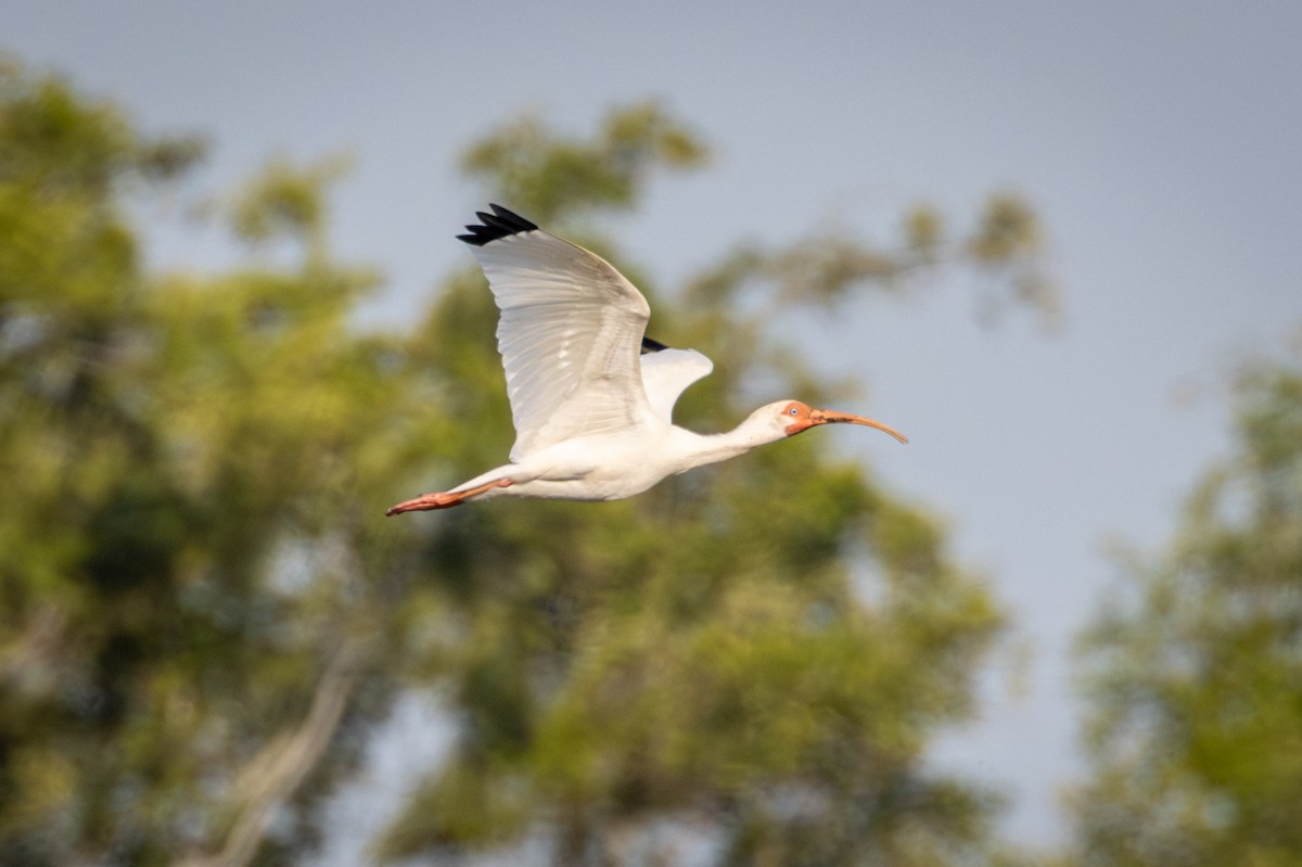 ibis bílý - ML618974183