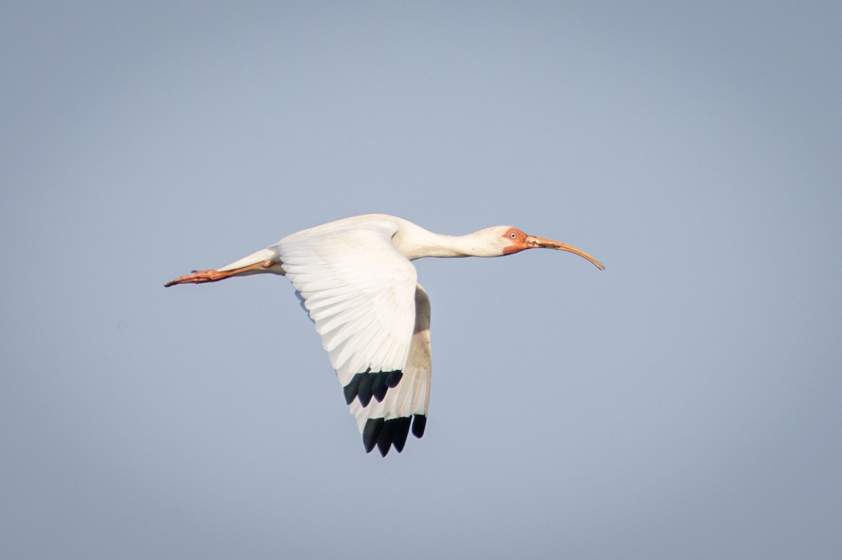 ibis bílý - ML618974184