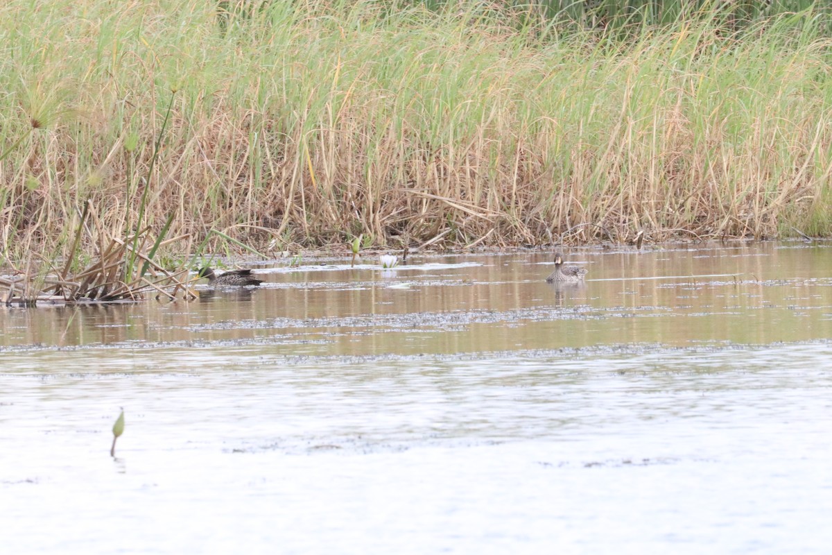 Yellow-billed Duck - ML618974195