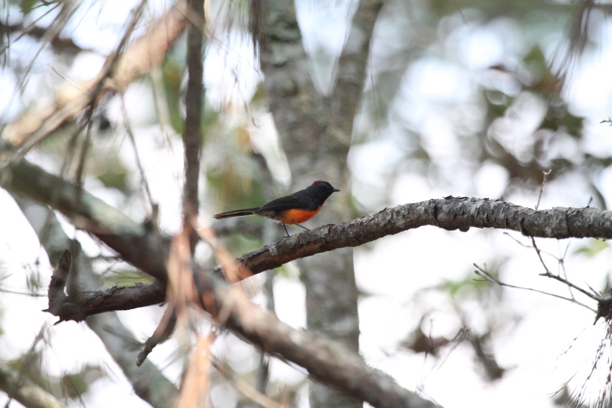 Slate-throated Redstart - ML618974204