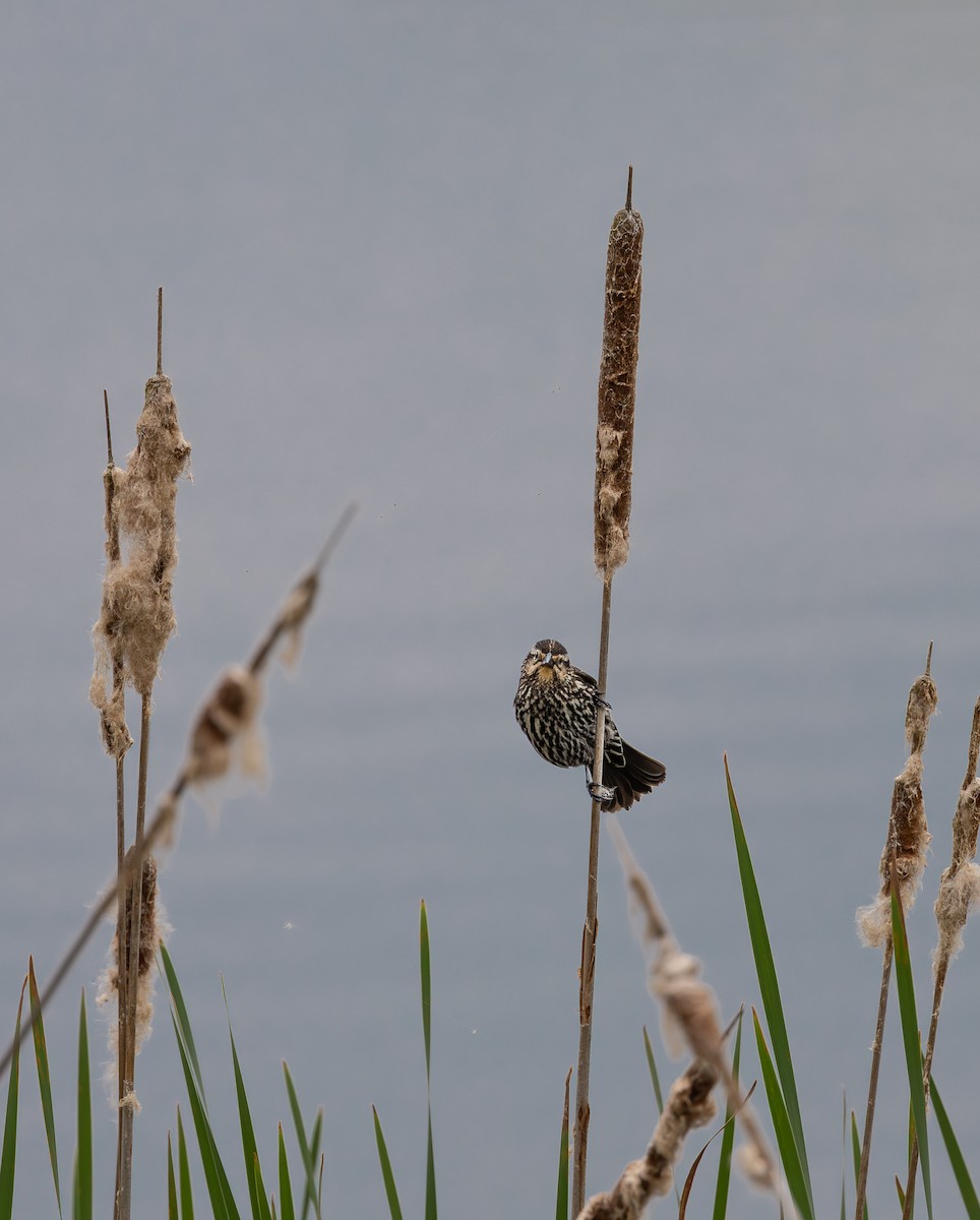 Red-winged Blackbird - ML618974211