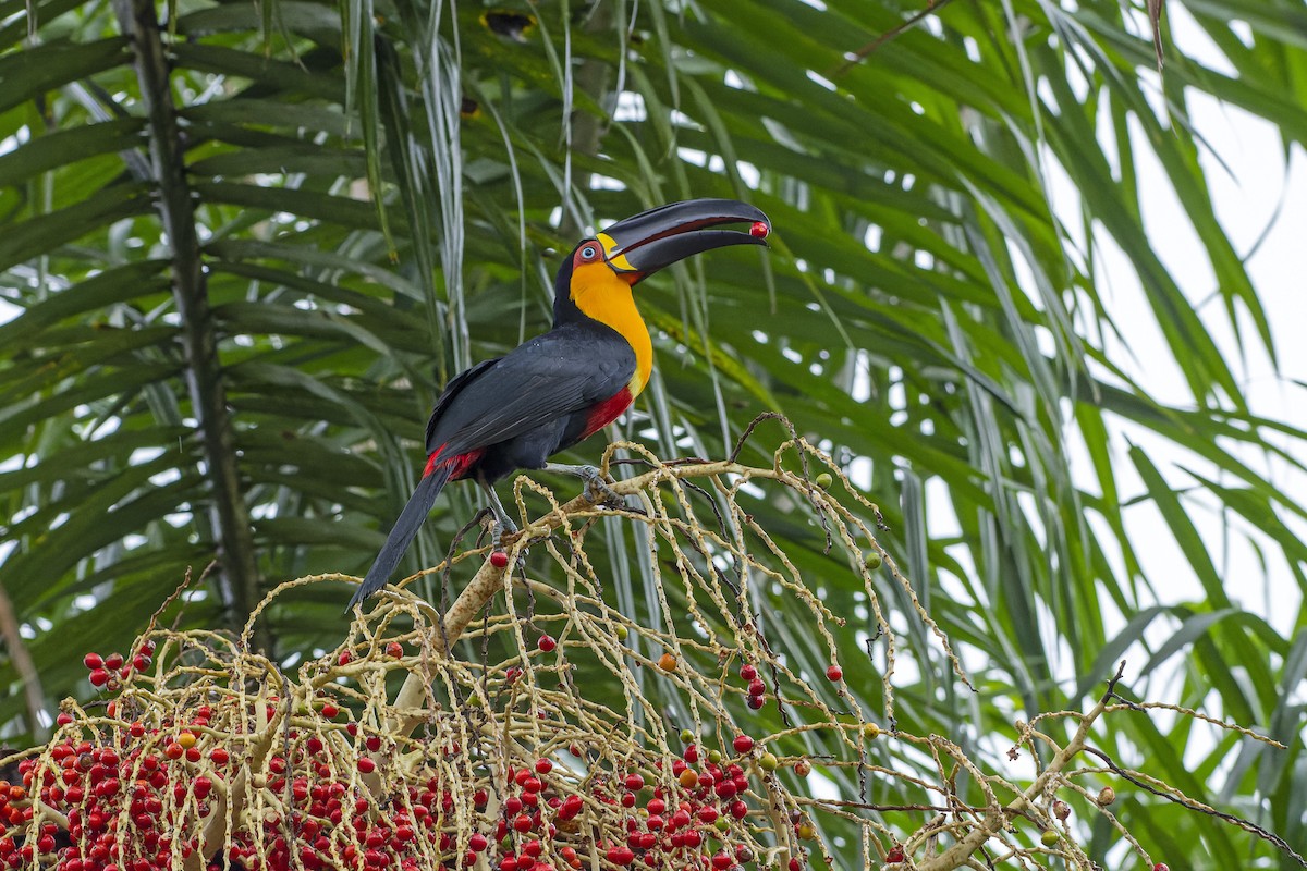 Channel-billed Toucan - Marco Silva