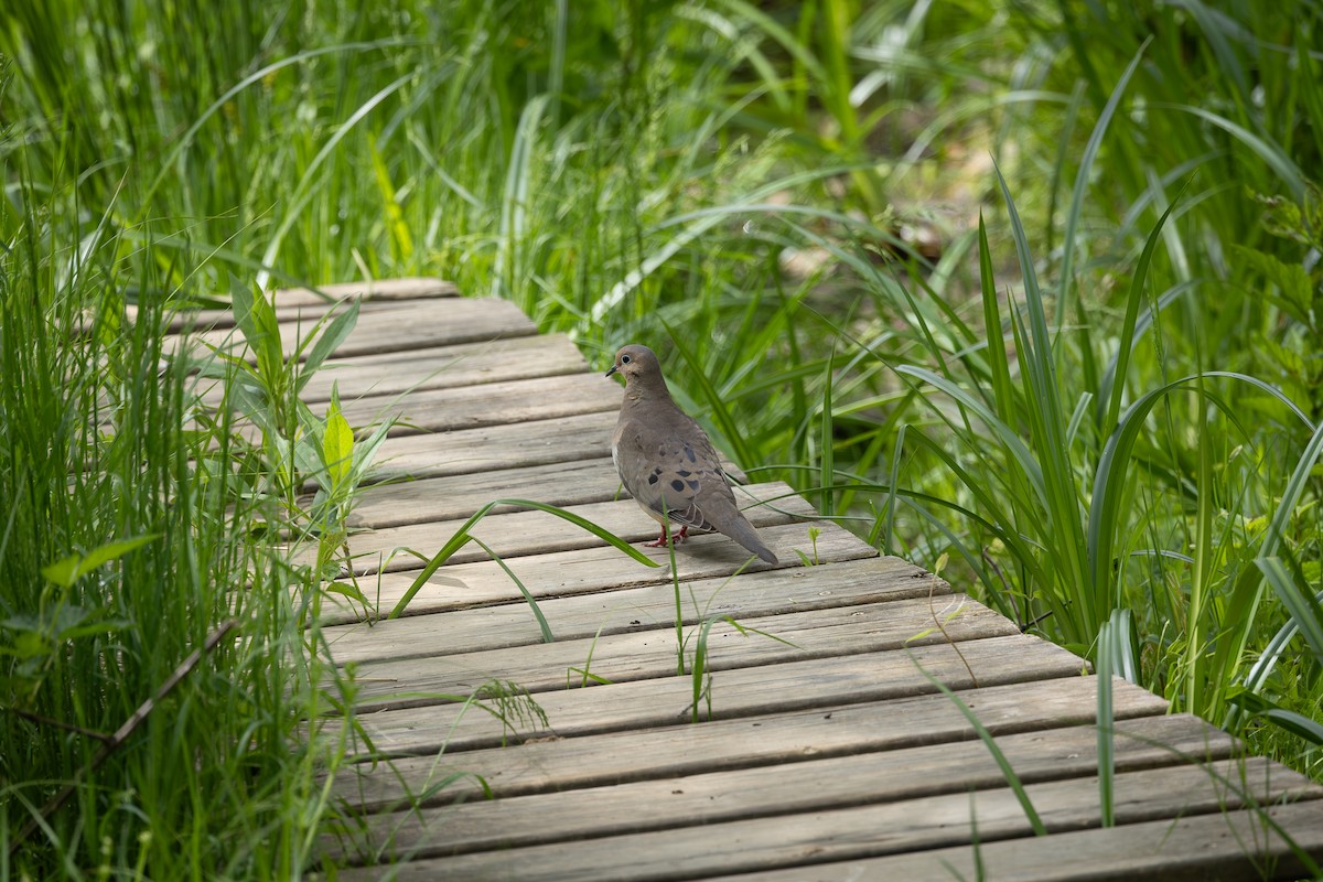 Mourning Dove - Christina Franey