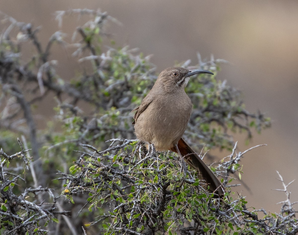 Crissal Thrasher - ML618974241