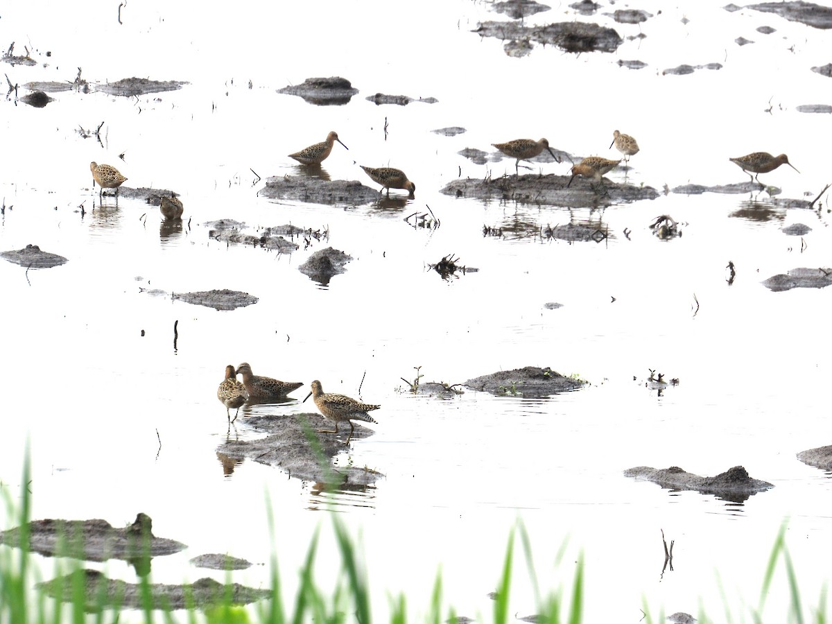 Short-billed Dowitcher - Lisa Reid