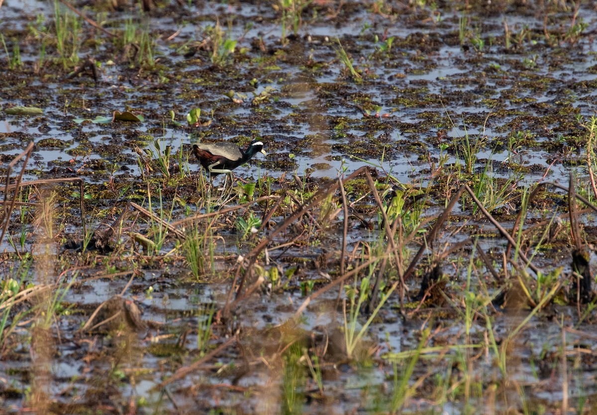 Bronze-winged Jacana - ML618974302