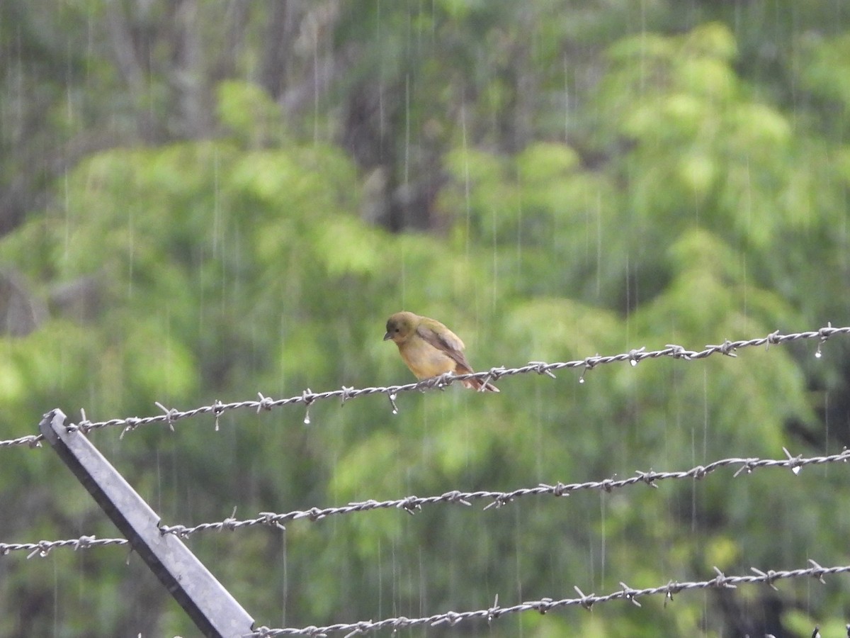 Painted Bunting - ML618974324