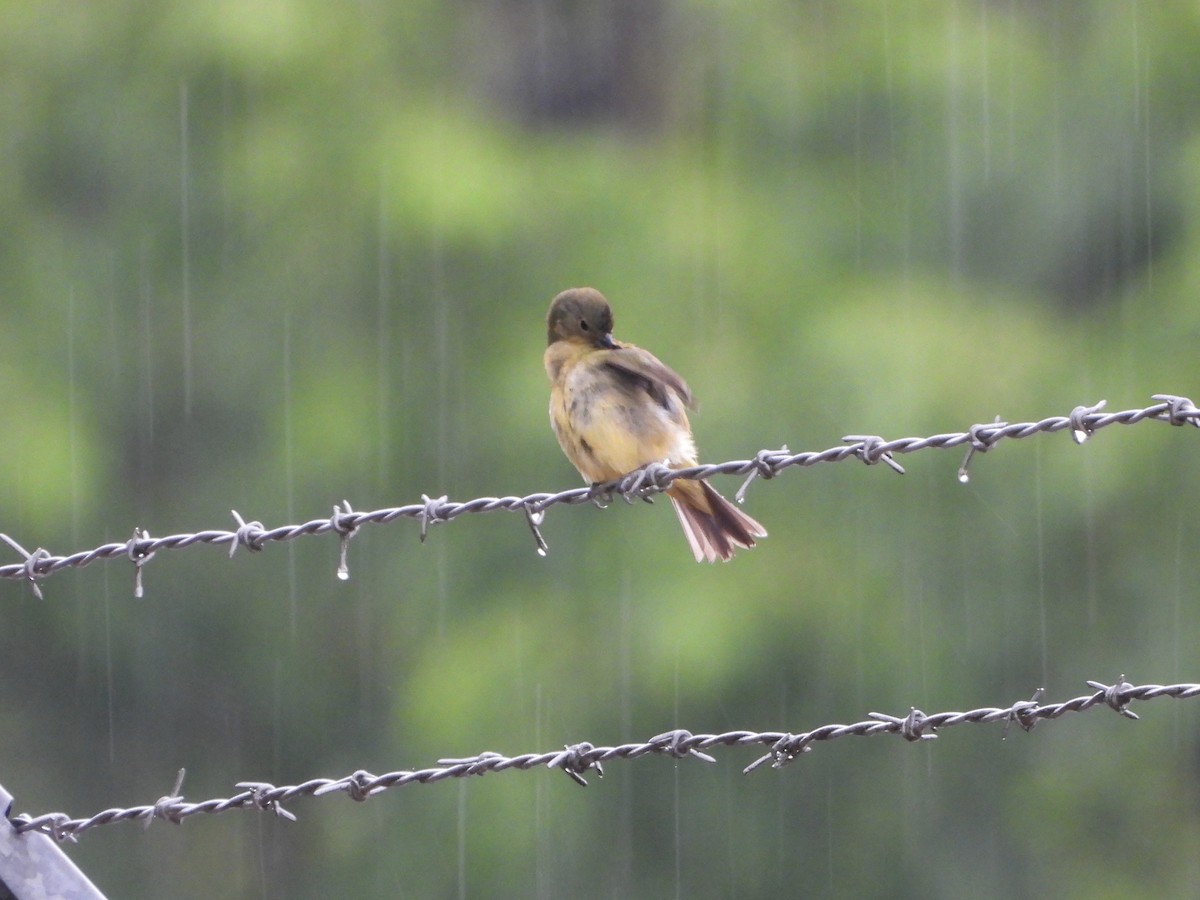 Painted Bunting - ML618974325