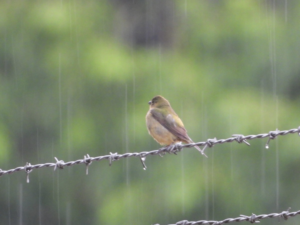 Painted Bunting - ML618974326