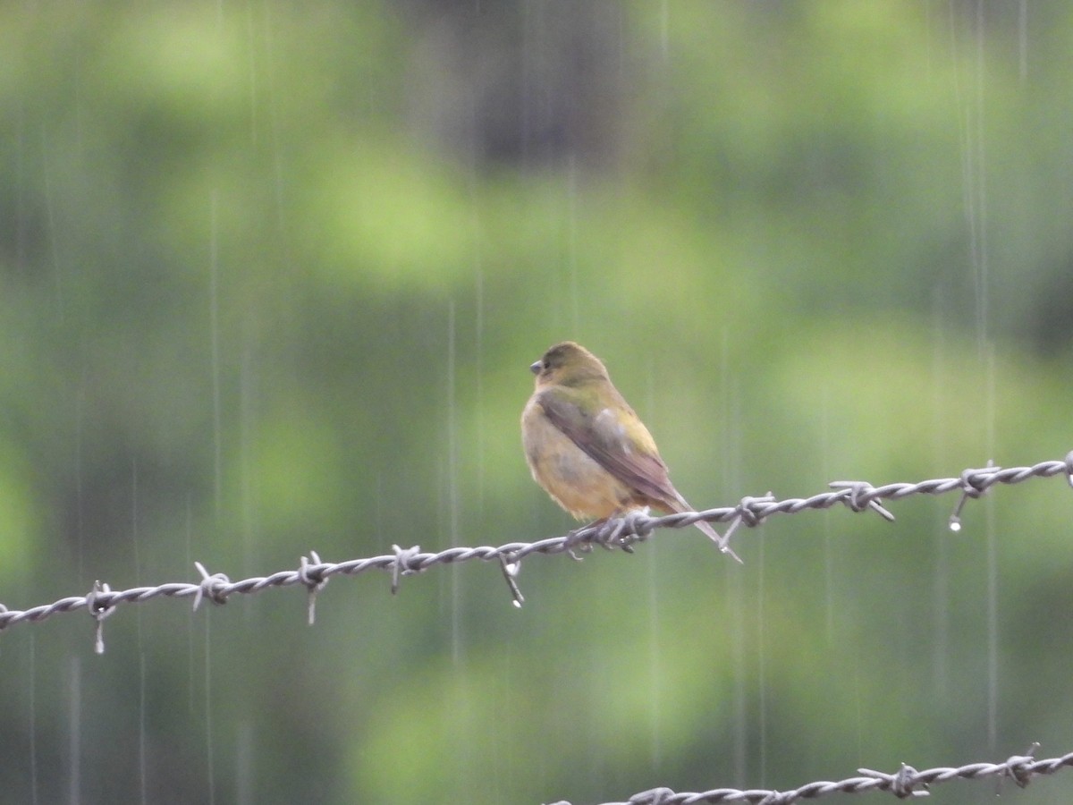 Painted Bunting - Walter Calhoun