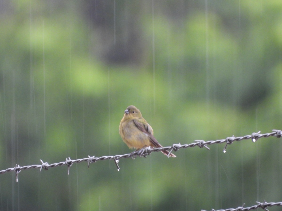 Painted Bunting - ML618974327