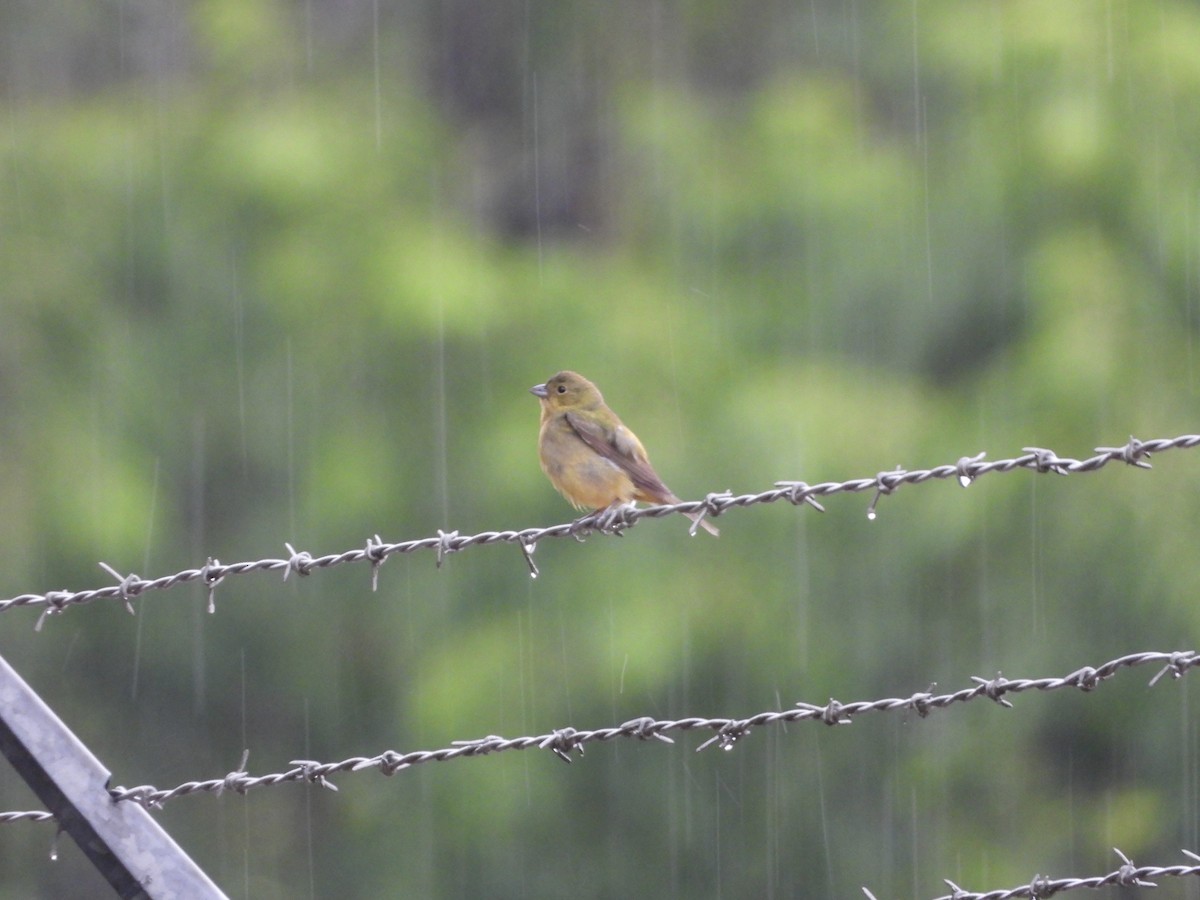 Painted Bunting - ML618974328