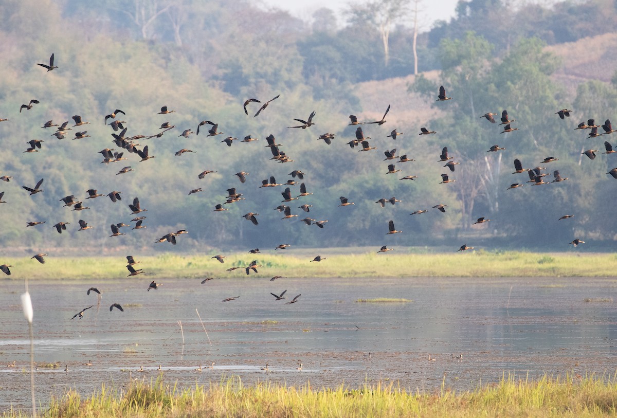 Lesser Whistling-Duck - ML618974335