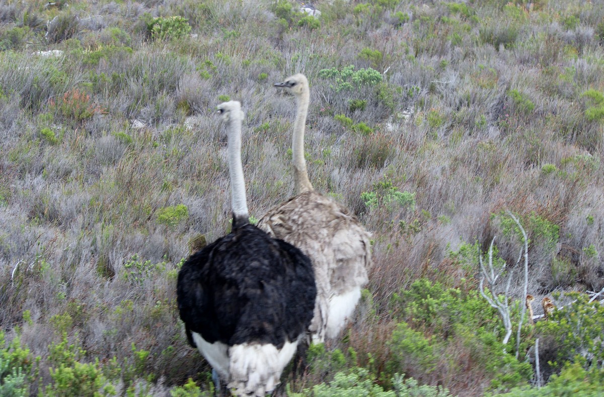 Common Ostrich - Mike & Angela Stahl