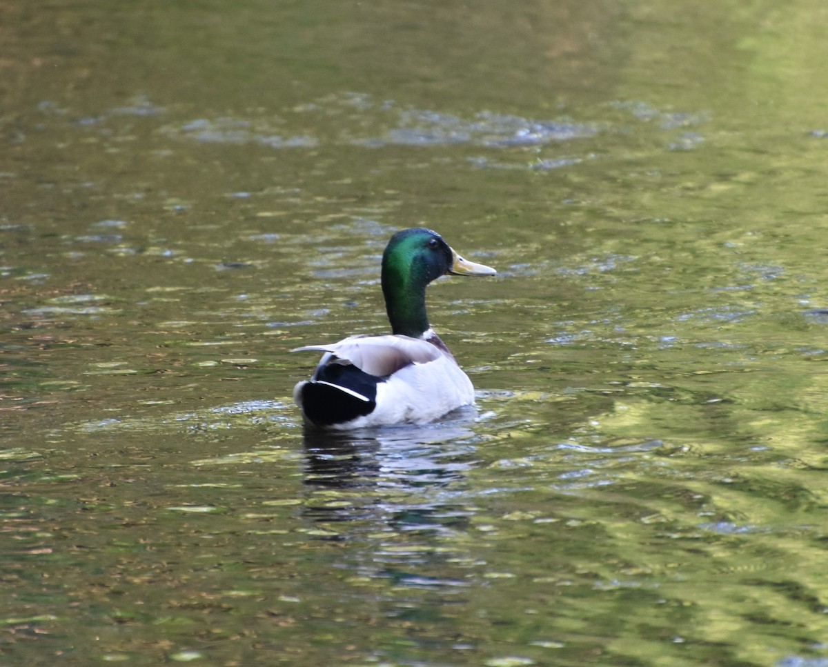 Canard colvert - ML618974347