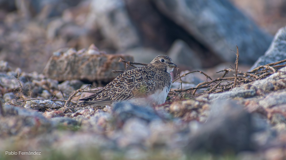 dvergrypesnipe - ML618974396