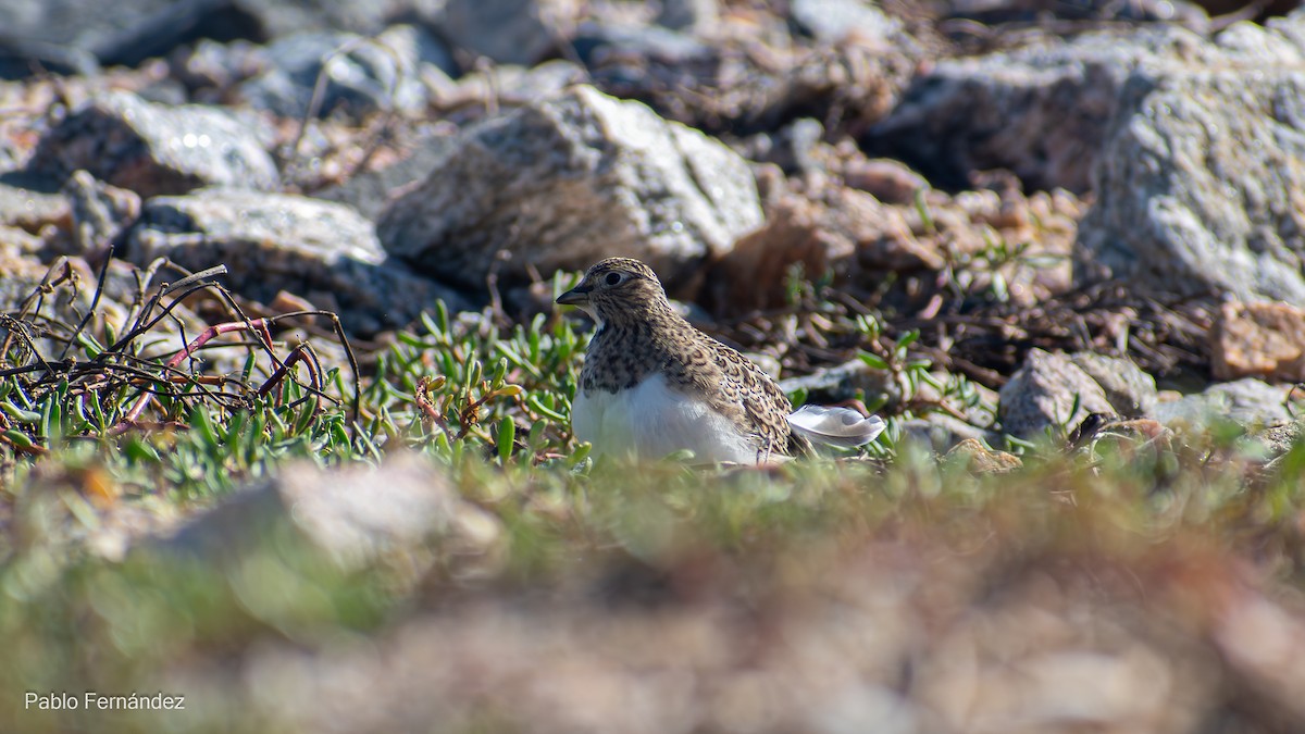 dvergrypesnipe - ML618974405