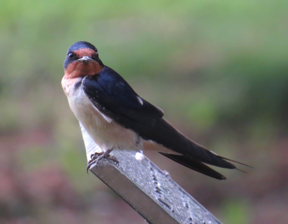 Barn Swallow - John Meredig