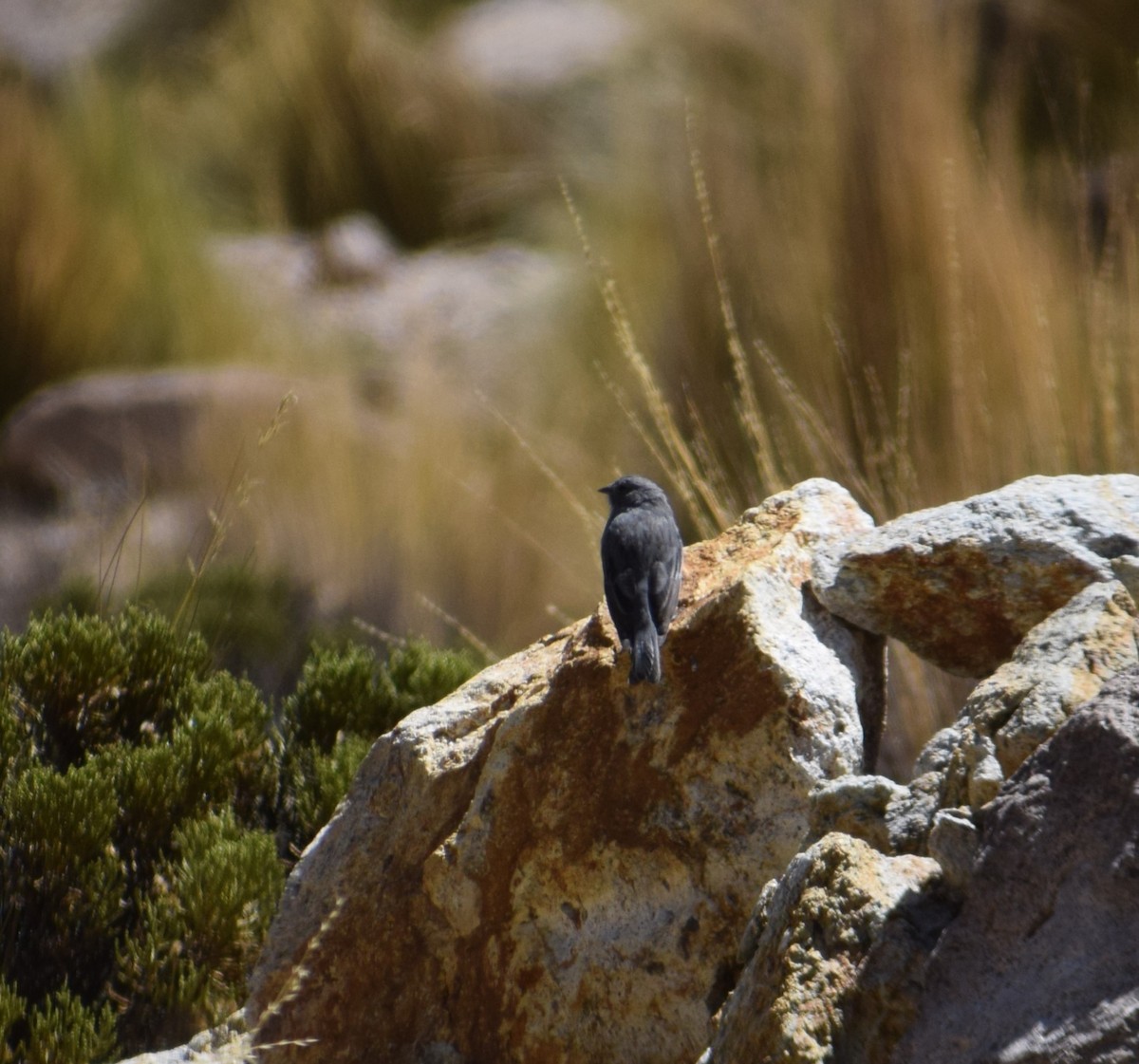 Plumbeous Sierra Finch - Reynaldo Valdivia Reyes