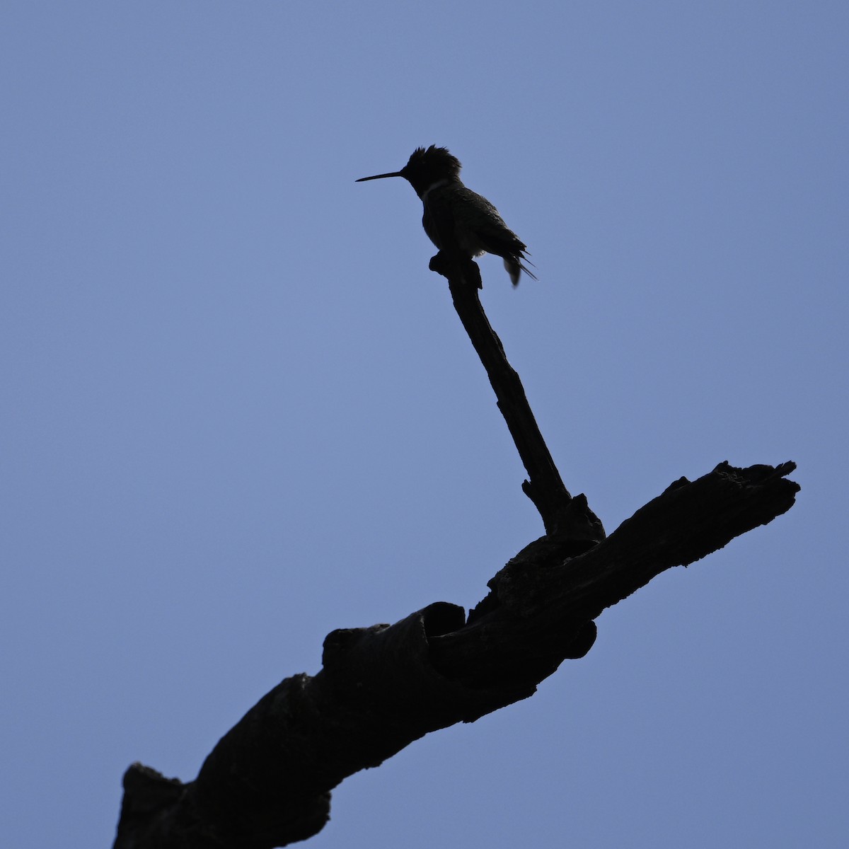 Ruby-throated Hummingbird - steve sampson