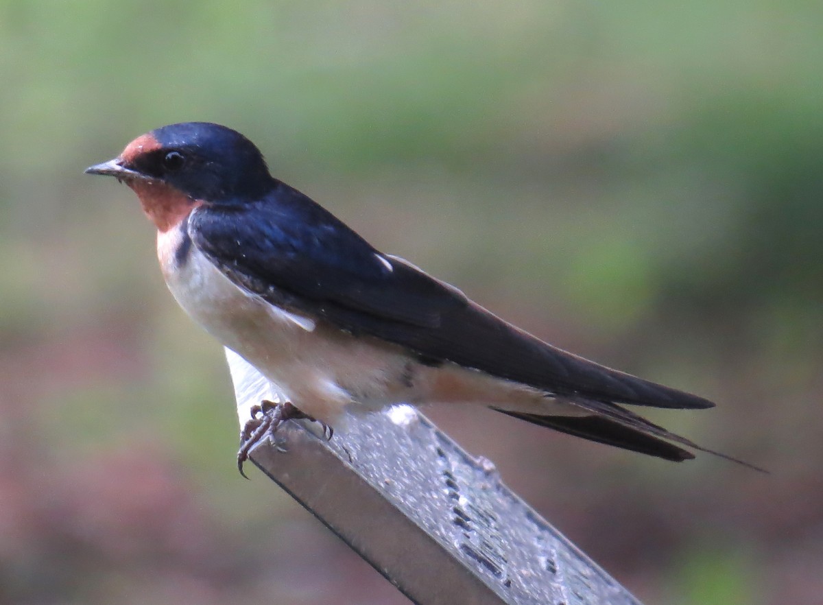 Barn Swallow - John Meredig