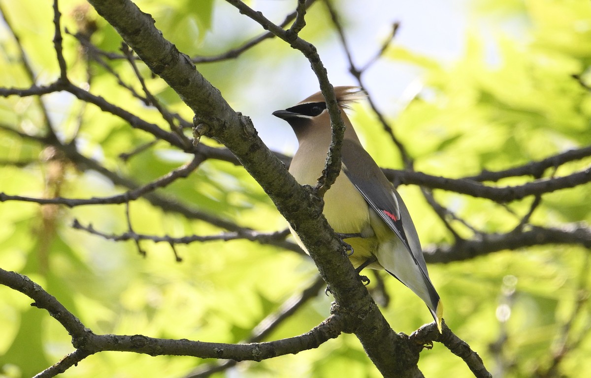 Cedar Waxwing - steve sampson