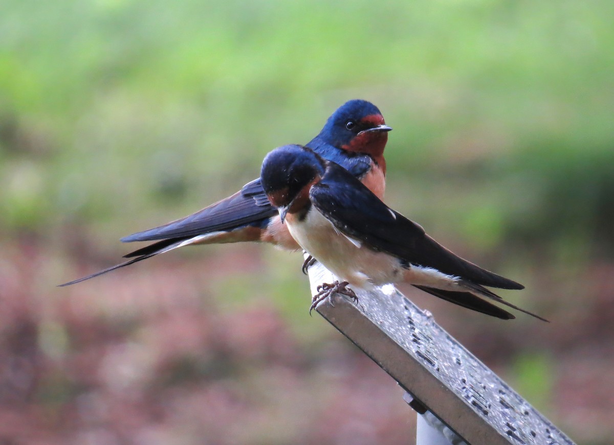 Barn Swallow - John Meredig