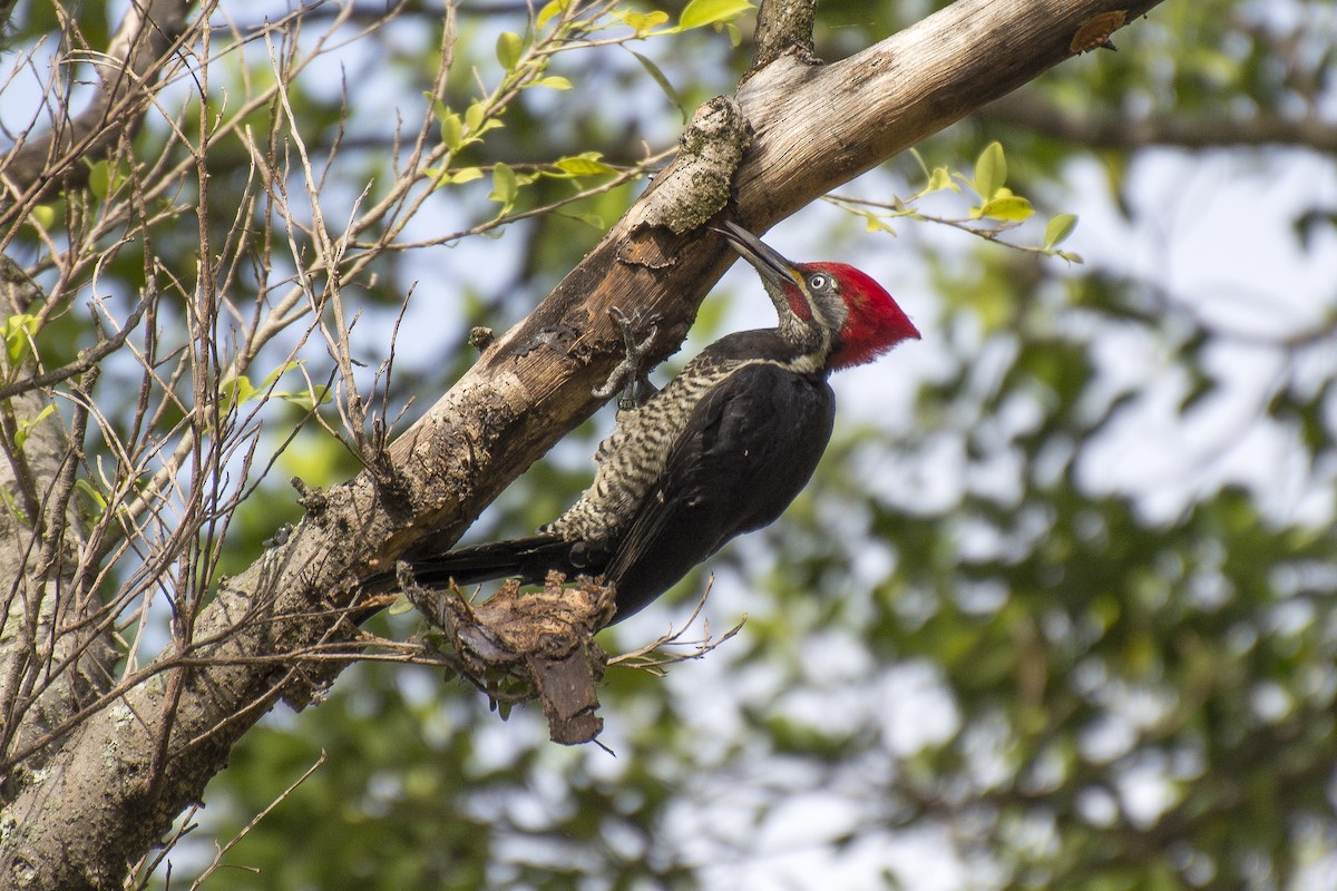 Lineated Woodpecker - Marco Silva