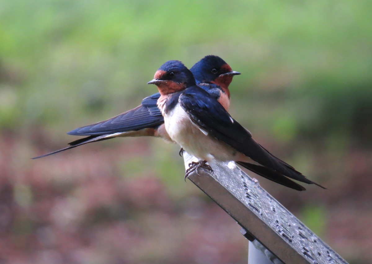 Barn Swallow - John Meredig