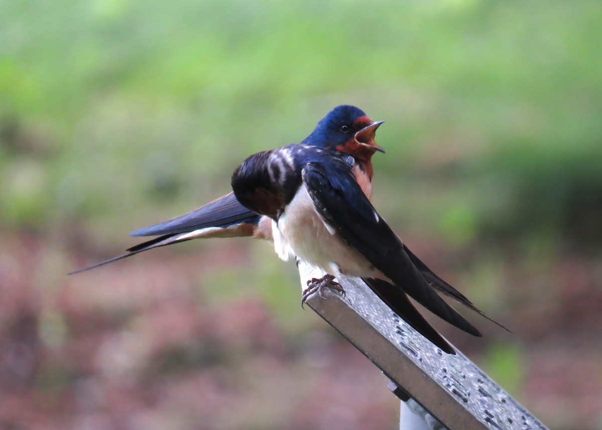 Barn Swallow - John Meredig