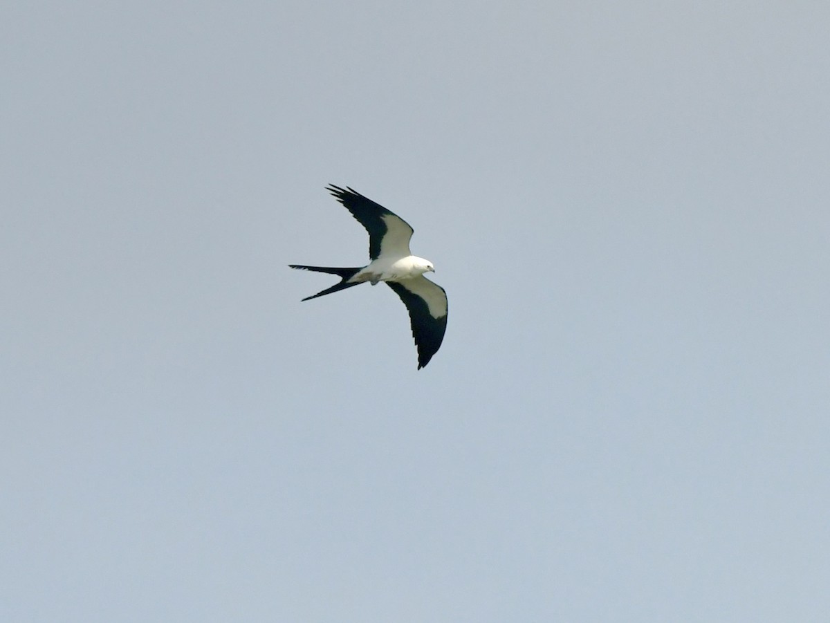 Swallow-tailed Kite - ML618974482