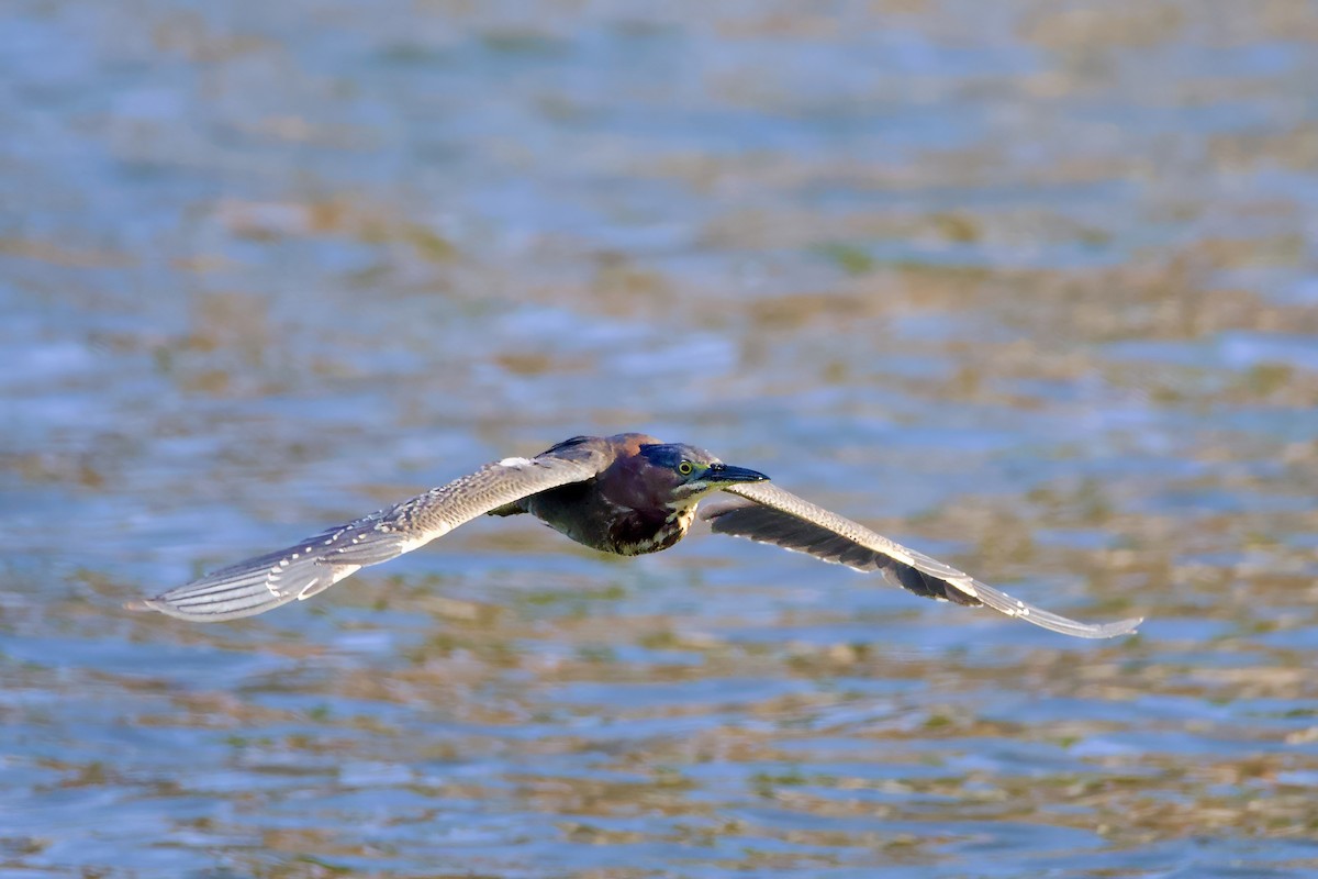 Green Heron - Mark Elness