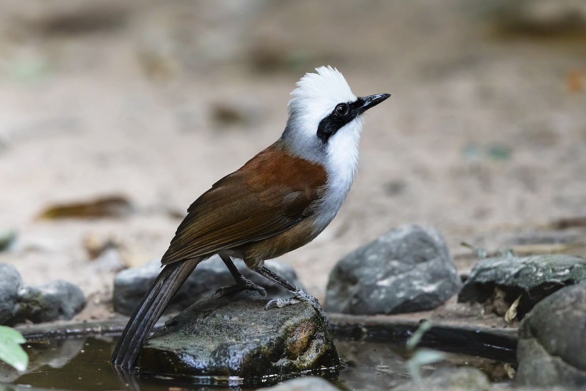 White-crested Laughingthrush - Stefan Hirsch