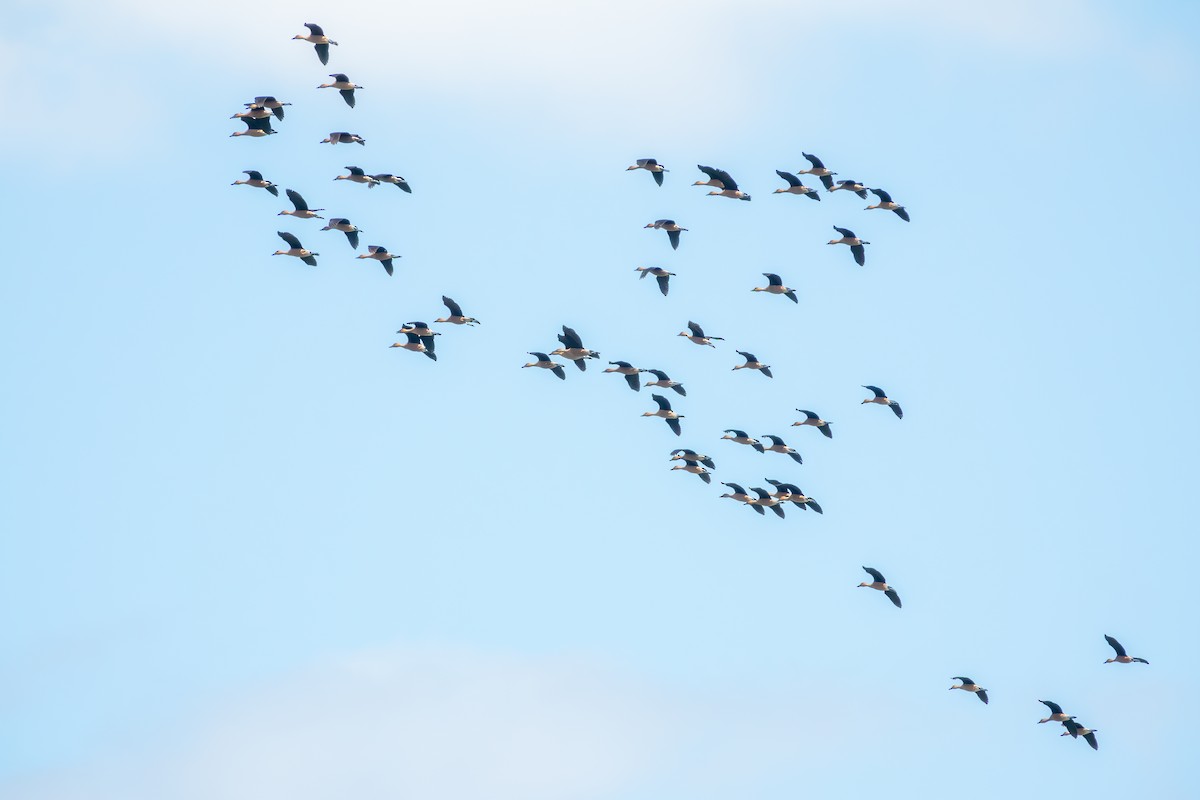 Fulvous Whistling-Duck - Mary-Rose Hoang